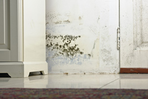 Mold testing and inspection services from Toms River's experts