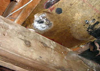 home mold removal in Colts Neck